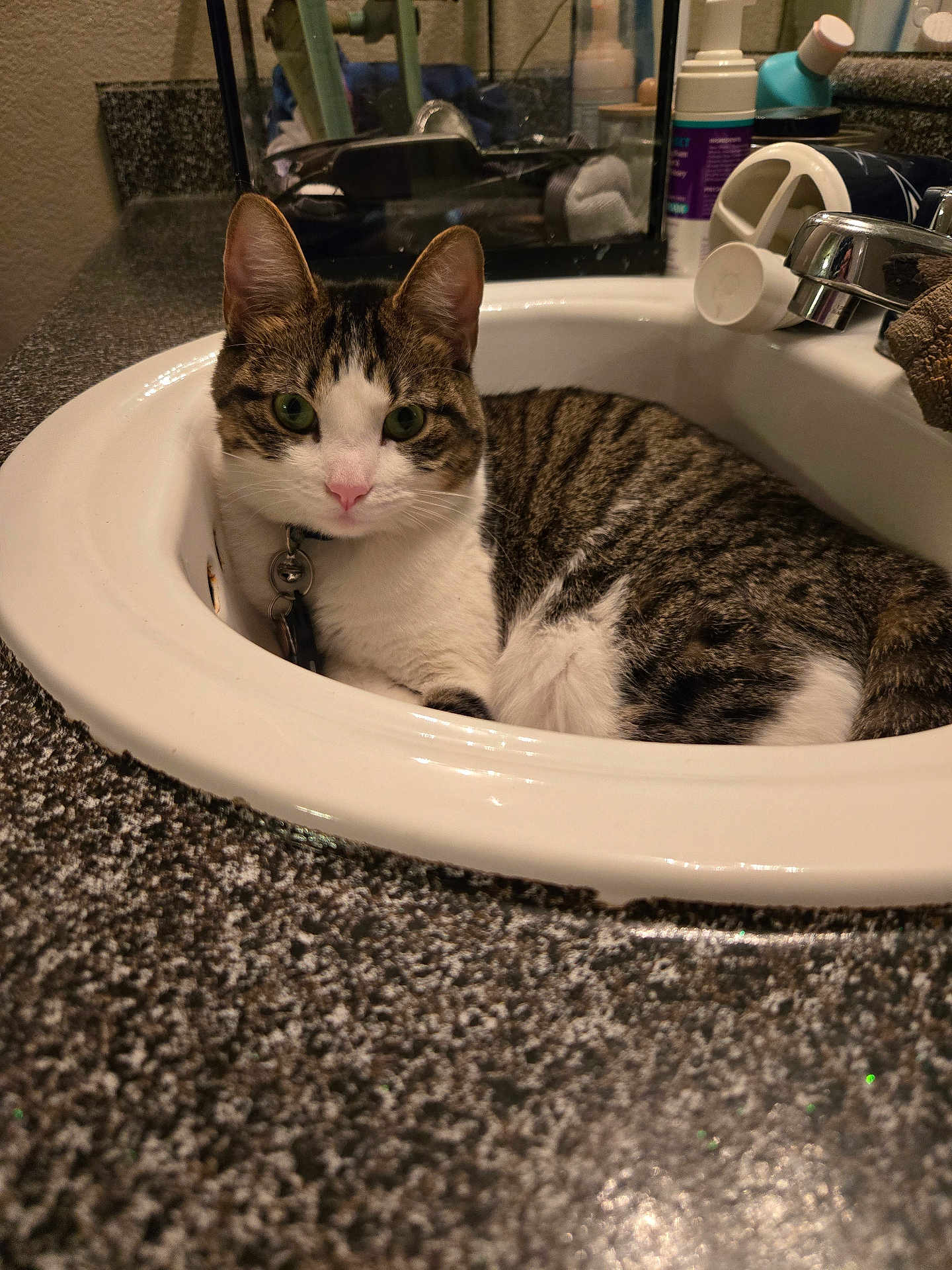 Dolly joined the competition — help win amazing prizes! cat, tabby_cat, sink, bathroom, faucet, countertop, indoor, pet, animal, curious, green_eyes, closeup, resting, white, brown, striped, domestic_cat, collar, household, cute
