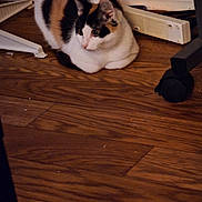 Libertee is registered to the contest to win money with this photo: baseboard, black_and_orange, cable, calico_cat, cat, cozy, curled_up, ears, fur, furniture, hardwood_floor, home, indoor, looking_away, pet, power_strip, sitting, wheel, whiskers, white