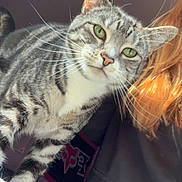 Sophia joined the competition — help win amazing prizes! bedroom, blanket, cat, close_up, cozy, curiosity, cute, ear, furniture, green_eyes, human_hair, indoor, nose, paw, pet, portrait, soft_light, striped_fur, tabby_cat, whiskers