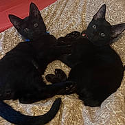 Lucy And Desi is registered to the contest to win money with this photo: black_cat, kitten, bedspread, collar, bell, pet, animal, cute, feline, lying_down, indoor, curious, young, pair, resting, fur, ears, eyes, tail, whiskers