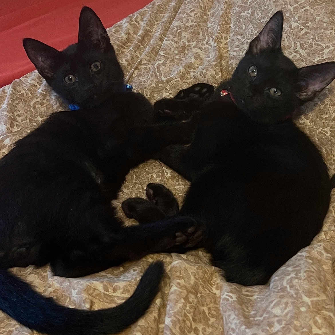 Lucy And Desi is registered to the contest to win money with this photo: black_cat, kitten, bedspread, collar, bell, pet, animal, cute, feline, lying_down, indoor, curious, young, pair, resting, fur, ears, eyes, tail, whiskers