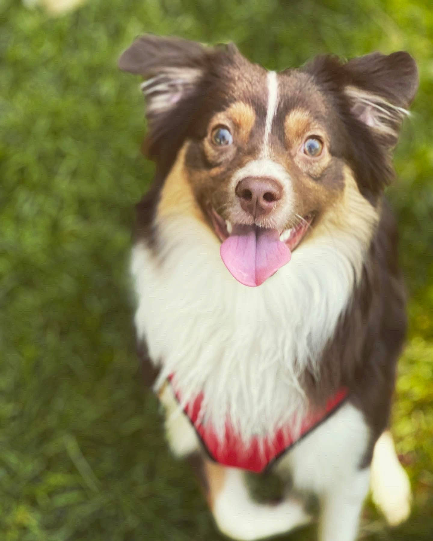 Cleo Mae is registered to the contest to win money with this photo: ancient_dog_breeds, border_collie, canidae, carnivore, companion_dog, dog, dog_breed, dog_collar, dog_supply, fur, grass, herding_dog, plant, smile, snout, sporting_group, toy_dog, whiskers, working_animal, working_dog
