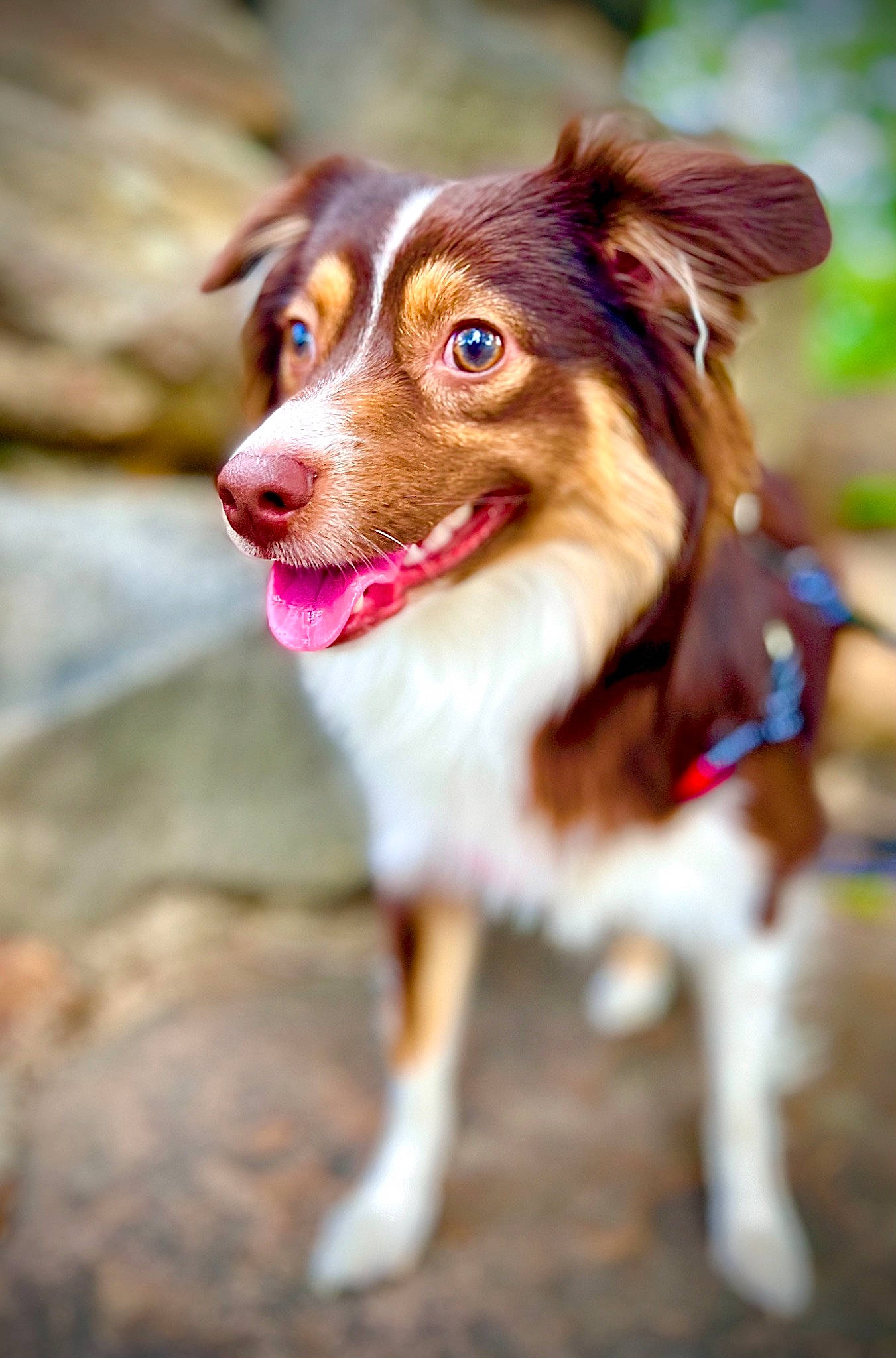 Cleo Mae joined the competition — help win amazing prizes! australian_shepherd, border_collie, canidae, carnivore, collar, companion_dog, dog, dog_breed, fawn, fur, grass, herding_dog, leash, liver, plant, puppy, snout, whiskers, working_animal, working_dog