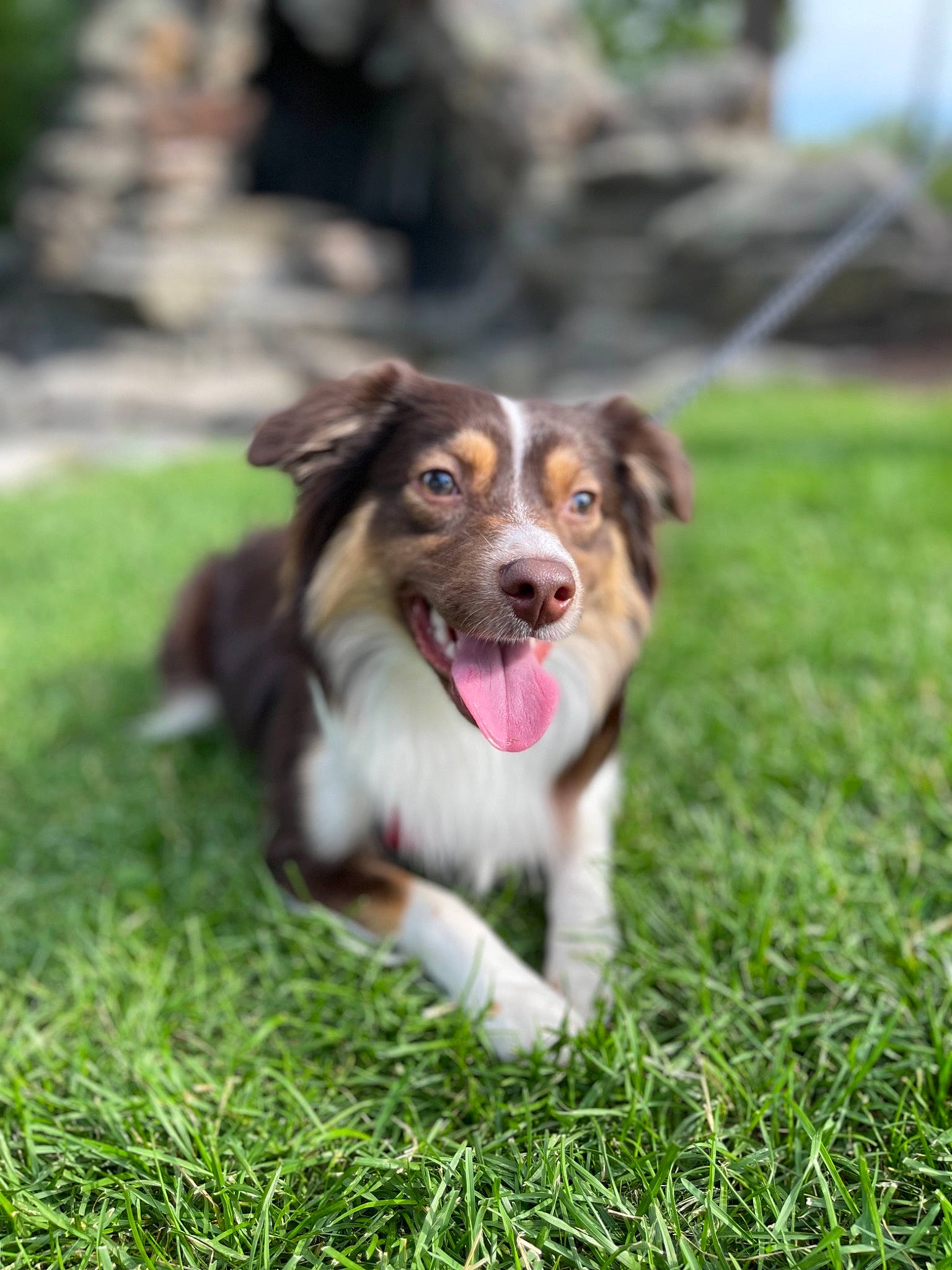 Cleo Mae is registered to the contest to win money with this photo: carnivore, companion_dog, dog, dog_breed, fang, grass, grassland, herding_dog, lawn, plant, sporting_group, whiskers, working_dog
