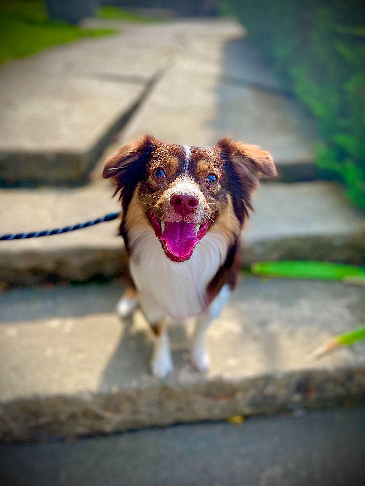 Cleo Mae joined the competition — help win amazing prizes! asphalt, canidae, carnivore, companion_dog, dog, dog_breed, fang, fence, grass, liver, plant, road, road_surface, running, sidewalk, snout, sporting_group, tree, whiskers, yawn