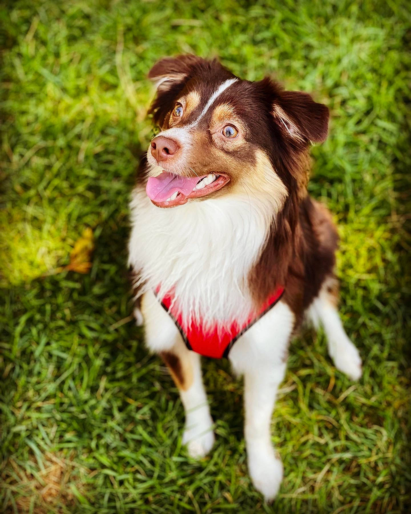 Cleo is registered to the contest to win money with this photo: australian_collie, border_collie, canidae, carnivore, collie, companion_dog, dog, dog_breed, fur, grass, herding_dog, jaw, liver, plant, snout, sporting_group, terrestrial_plant, whiskers, working_animal, working_dog