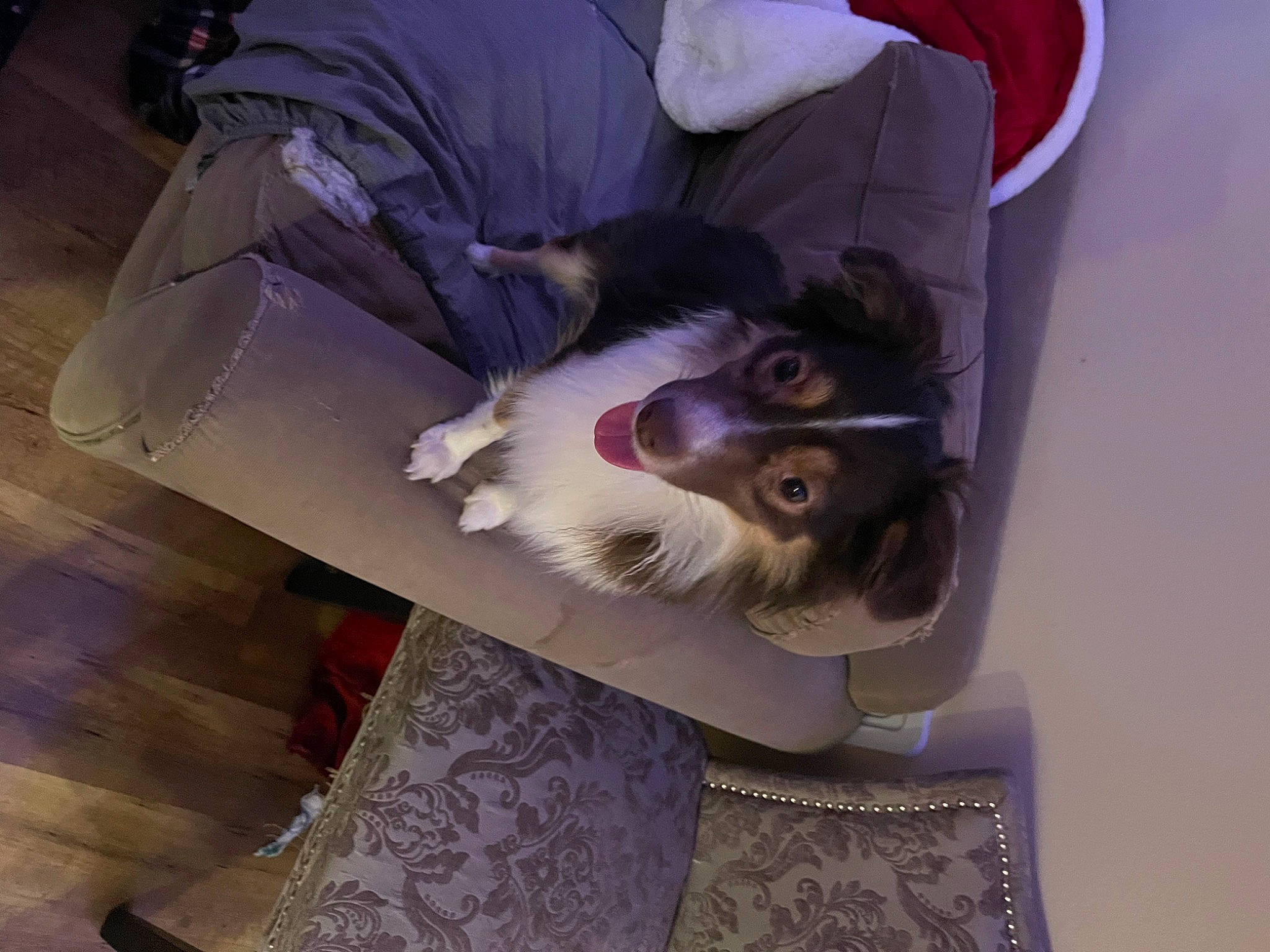 Cleo is registered to the contest to win money with this photo: canidae, carnivore, comfort, companion_dog, dog, dog_breed, ear, eyewear, felidae, flooring, formal_wear, fur, lap, non_sporting_group, small_to_medium_sized_cats, sporting_group, tail, toy_dog, whiskers