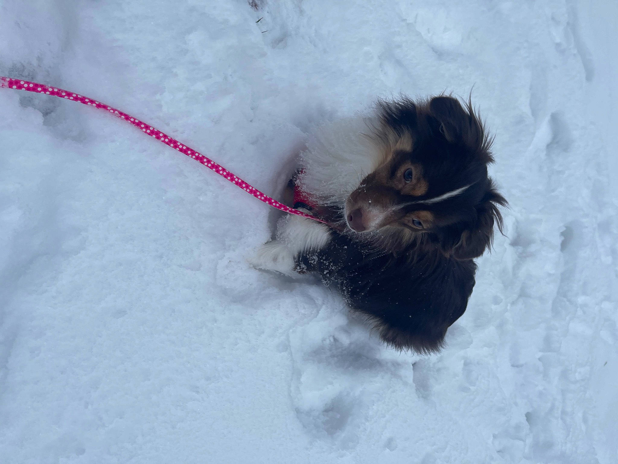 Cleo is registered to the contest to win money with this photo: canidae, carnivore, companion_dog, dog, dog_breed, dog_collar, fawn, feather, freezing, fur, paw, playing_in_the_snow, snout, snow, sporting_group, tail, terrier, toy_dog, whiskers, winter