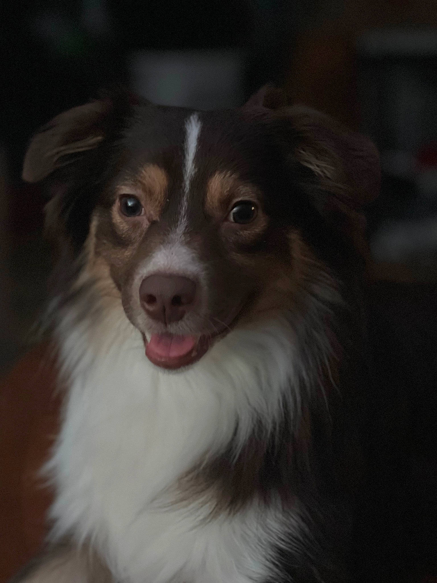 Cleo joined the competition — help win amazing prizes! australian_collie, australian_shepherd, border_collie, canidae, carnivore, companion_dog, dog, dog_breed, eye, fur, herding_dog, miniature_australian_shepherd, plant, snout, sporting_group, whiskers, working_dog