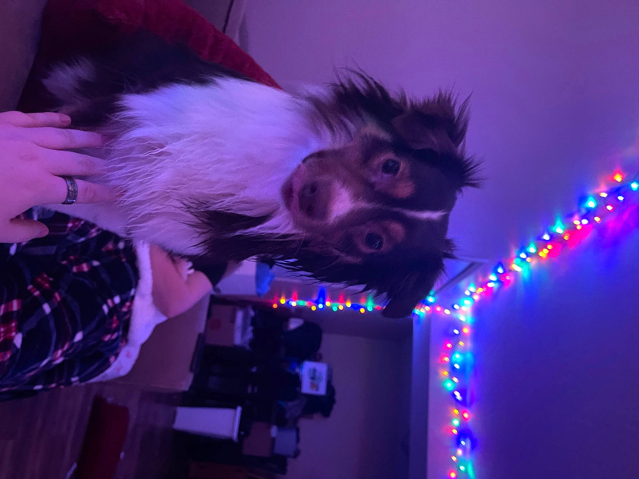 Cleo is registered to the contest to win money with this photo: electric_blue, entertainment, event, fun, fur, magenta, performance, performing_arts, primate, public_event, purple, room, tail, violet, visual_effect_lighting, wing