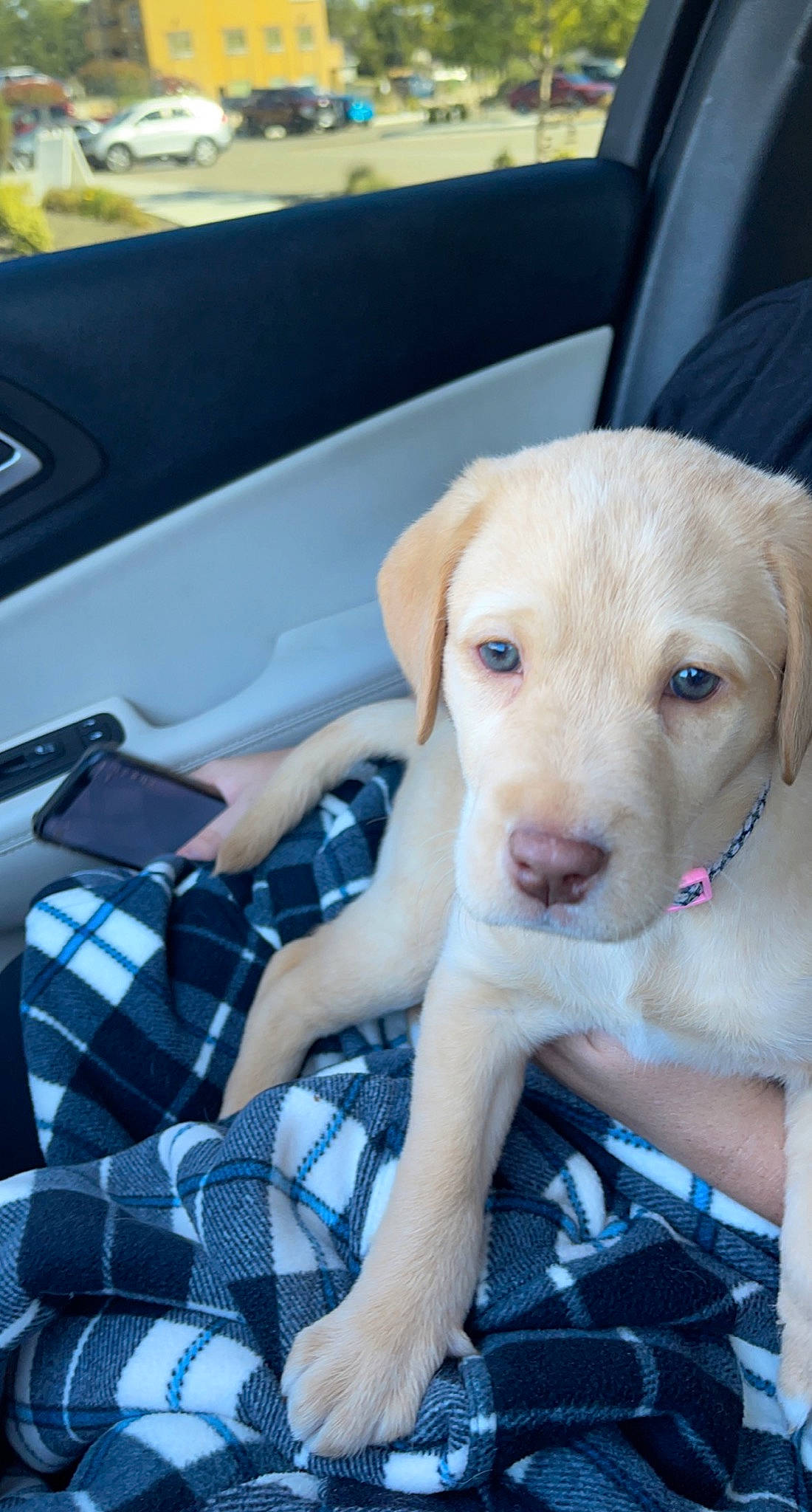 Luna Grace joined the competition — help win amazing prizes! canidae, car, car_seat, carnivore, collar, companion_dog, dog, dog_breed, dog_collar, fawn, motor_vehicle, plaid, retriever, snout, sporting_group, tartan, vehicle, vehicle_door, whiskers, working_animal