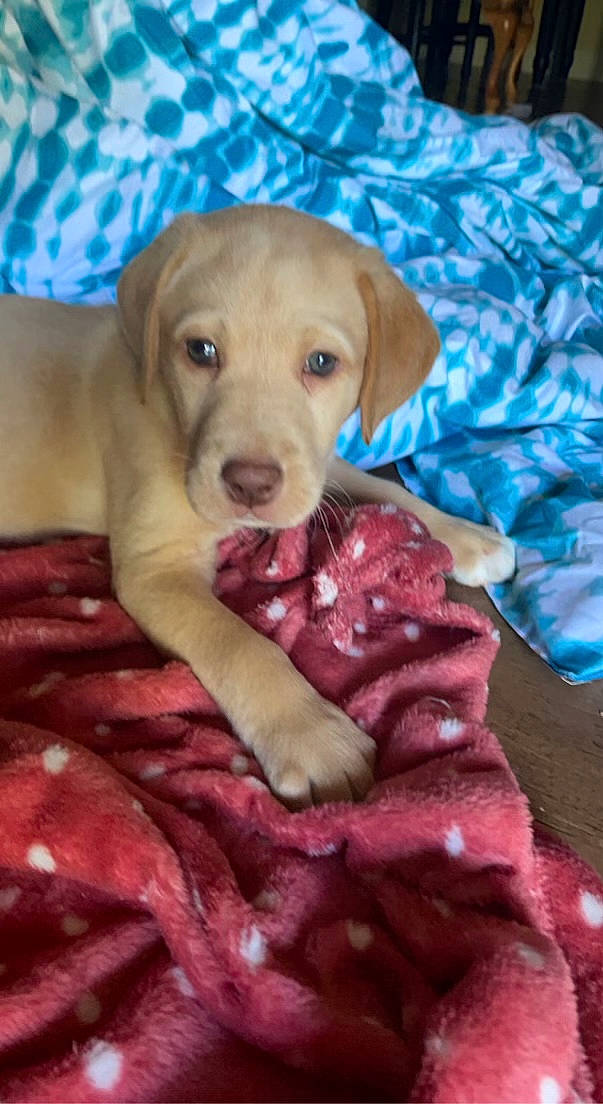 Luna Grace is registered to the contest to win money with this photo: canidae, carnivore, comfort, companion_dog, dog, dog_breed, dog_supply, fawn, fur, gun_dog, labrador_retriever, liver, magenta, pet_supply, pink, puppy, snout, sporting_group, whiskers, working_animal