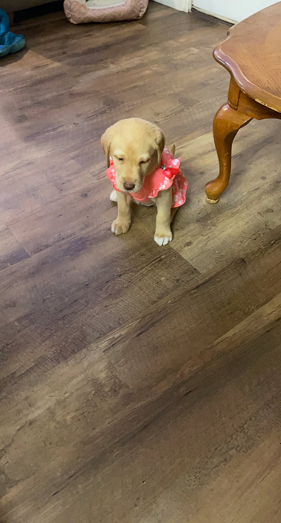 Luna Grace joined the competition — help win amazing prizes! carnivore, companion_dog, dog, dog_breed, dog_clothes, fawn, floor, flooring, hardwood, laminate_flooring, mammal, pet_supply, road_surface, snout, tail, toy, toy_dog, wood, wood_stain, working_animal