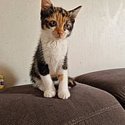 Bulma participe au concours pour gagner de l'argent avec cette photo : animal, calico, cat, couch, cute, ears, eyes, fluffy, indoors, kitten, paws, pet, portrait, sitting, sofa, tricolor, upholstery, wall, wallpaper, whiskers