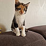 animal, calico, cat, couch, cute, ears, eyes, fluffy, indoors, kitten, paws, pet, portrait, sitting, sofa, tricolor, upholstery, wall, wallpaper, whiskers