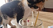 Bulma participe au concours pour gagner de l'argent avec cette photo : kitten, cat, table, glass, drink, spoon, wooden_surface, indoor, curious, pet, feline, domestic_animal, window, curtains, furniture, home, cozy, sunlight, decor, warm_lighting