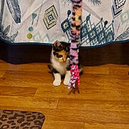 Bulma a rejoint le concours — aidez-le/la à gagner de superbes lots ! kitten, cat, toy, floor, wooden_floor, curtain, patterned_curtain, indoor, pet, animal, small, playful, colorful, striped_toy, domestic_cat, young_cat, fur, whiskers, paws, curious