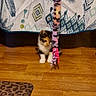 kitten, cat, toy, floor, wooden_floor, curtain, patterned_curtain, indoor, pet, animal, small, playful, colorful, striped_toy, domestic_cat, young_cat, fur, whiskers, paws, curious