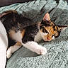 animal, blanket, calico, cat, close_up, couch, cozy, ears, fur, indoors, kitten, paws, pet, pink_nose, portrait, relaxed, sleeping, sleepy, tricolor, whiskers