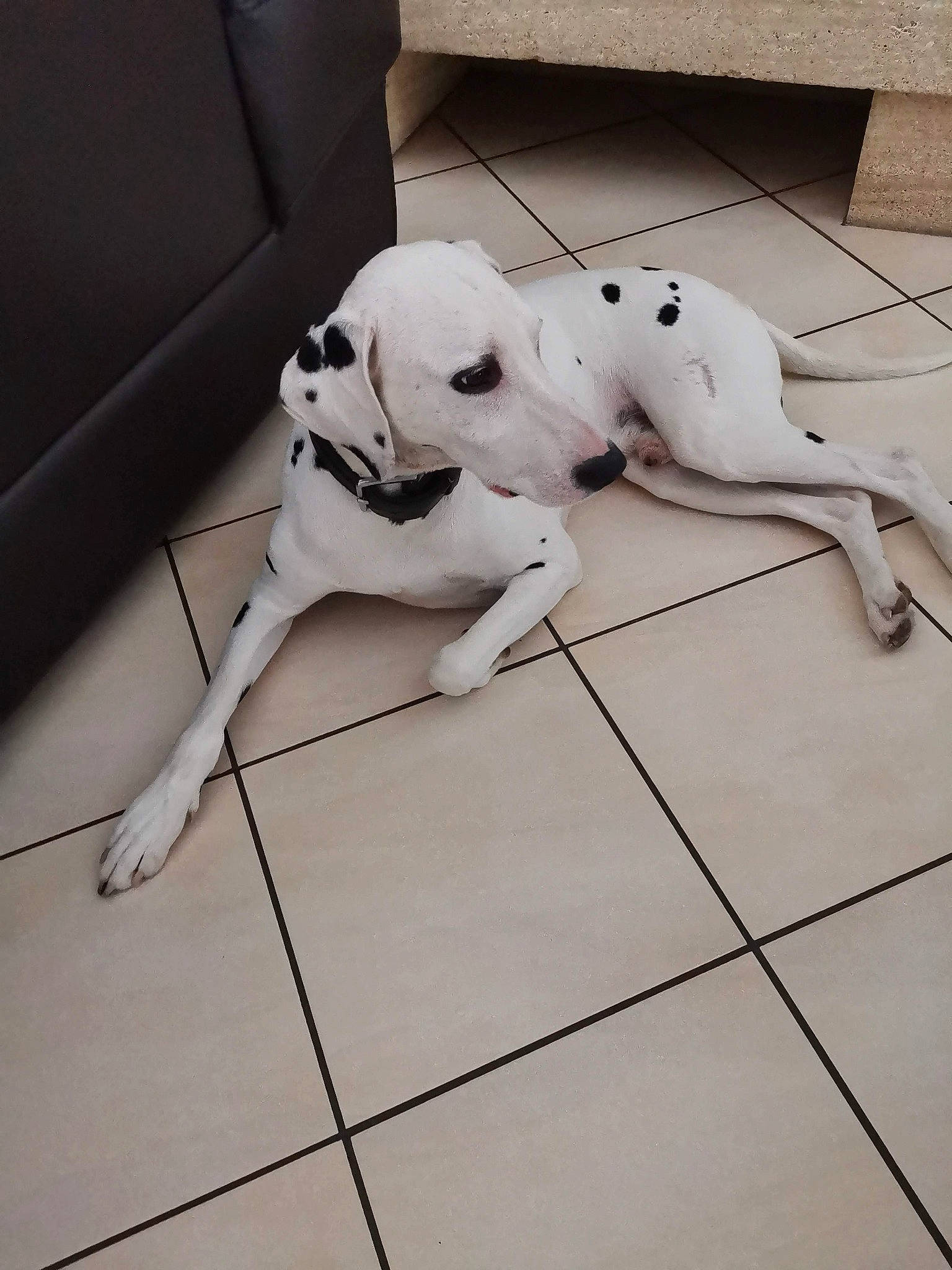 Elvis participe au concours pour gagner de l'argent avec cette photo : canidae, carnivore, companion_dog, dalmatian, dog, dog_breed, floor, flooring, guard_dog, mammal, non_sporting_group, pointer, sporting_group, tail, tile