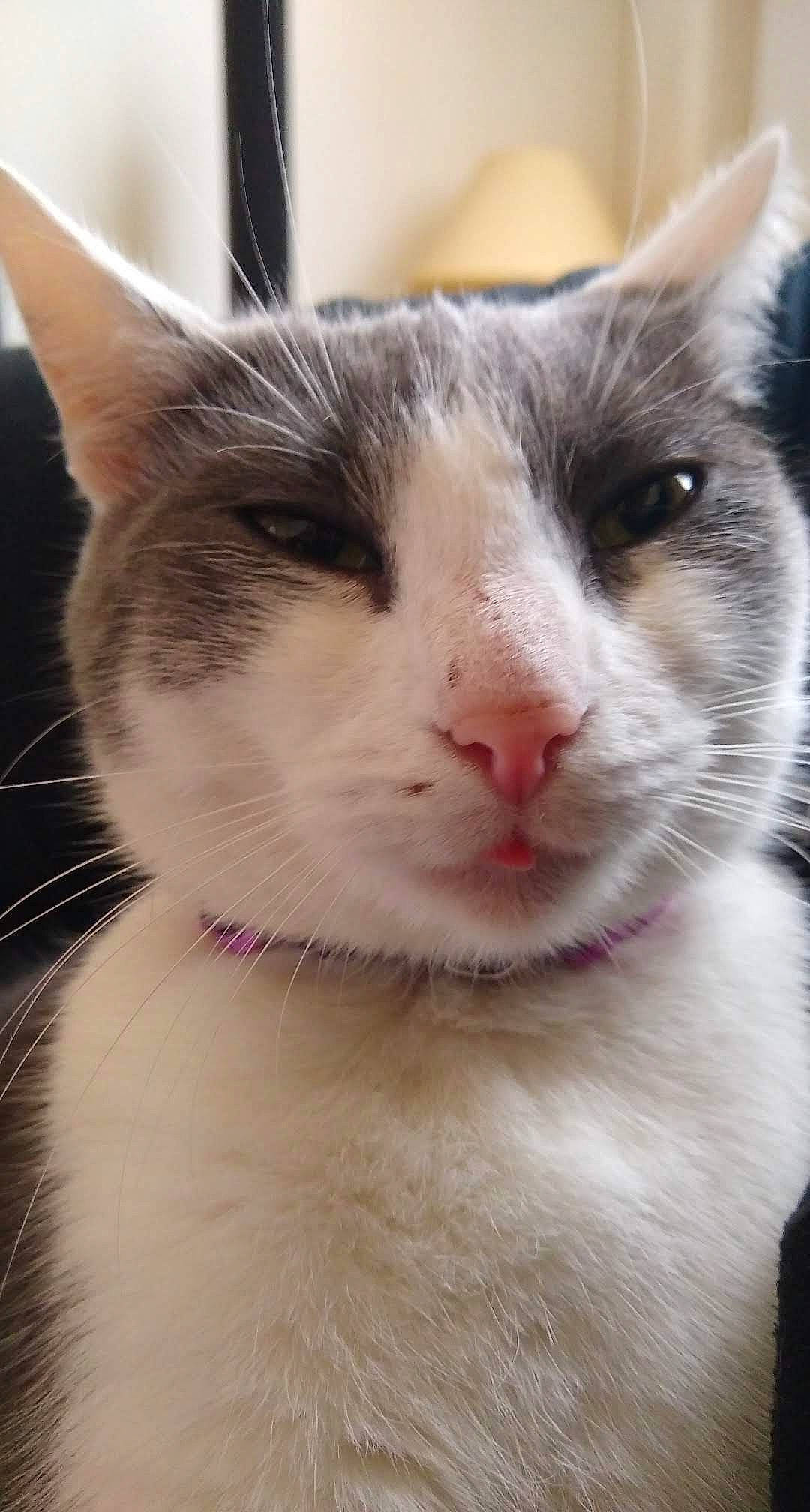 Kitty participe au concours pour gagner de l'argent avec cette photo : aegean_cat, american_wirehair, carnivore, cat, domestic_short_haired_cat, felidae, fur, japanese_bobtail, kitten, mammal, nose, small_to_medium_sized_cats, snout, turkish_van, vertebrate, whiskers