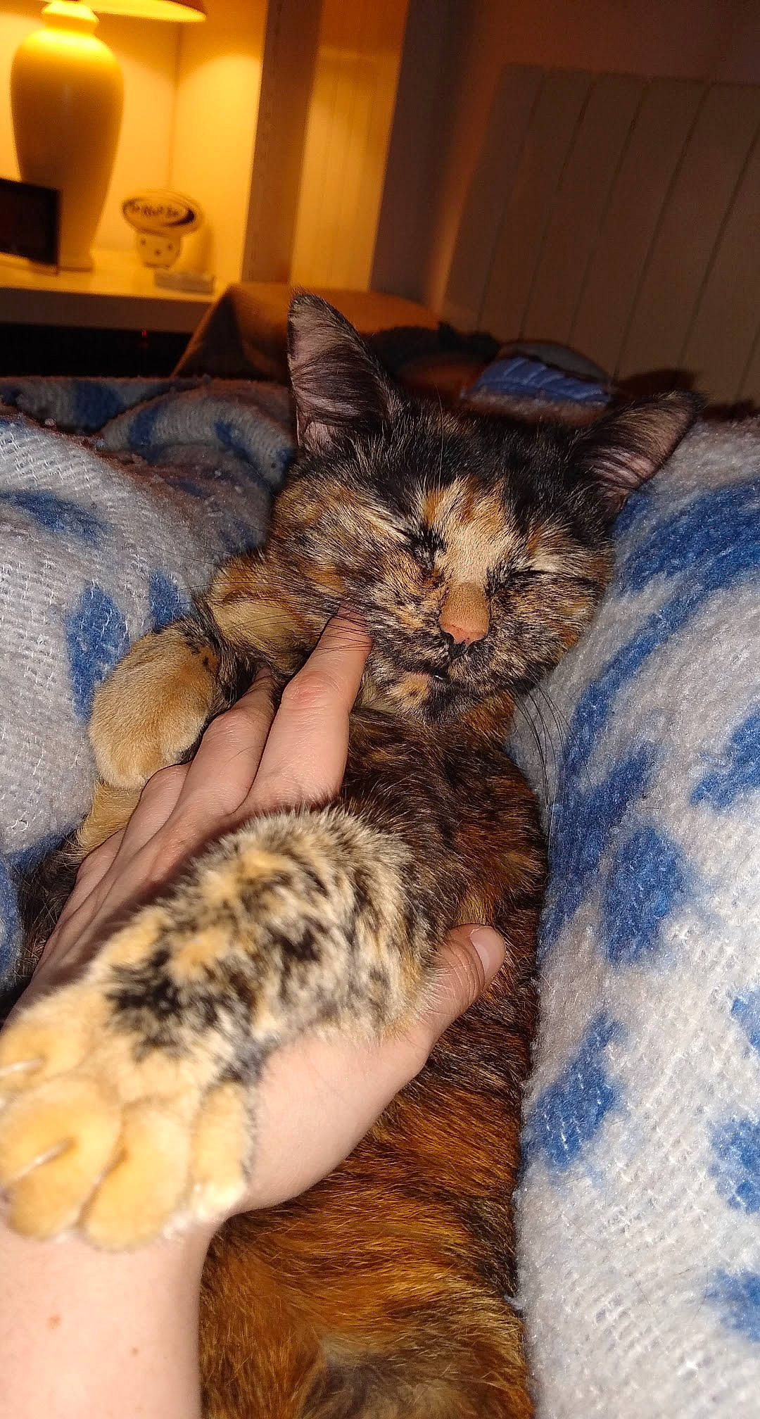 Leksy participe au concours pour gagner de l'argent avec cette photo : american_shorthair, asian, california_spangled, carnivore, cat, domestic_short_haired_cat, dragon_li, egyptian_mau, european_shorthair, felidae, fur, german_rex, kitten, mammal, nap, paw, polydactyl_cat, small_to_medium_sized_cats, tabby_cat, whiskers