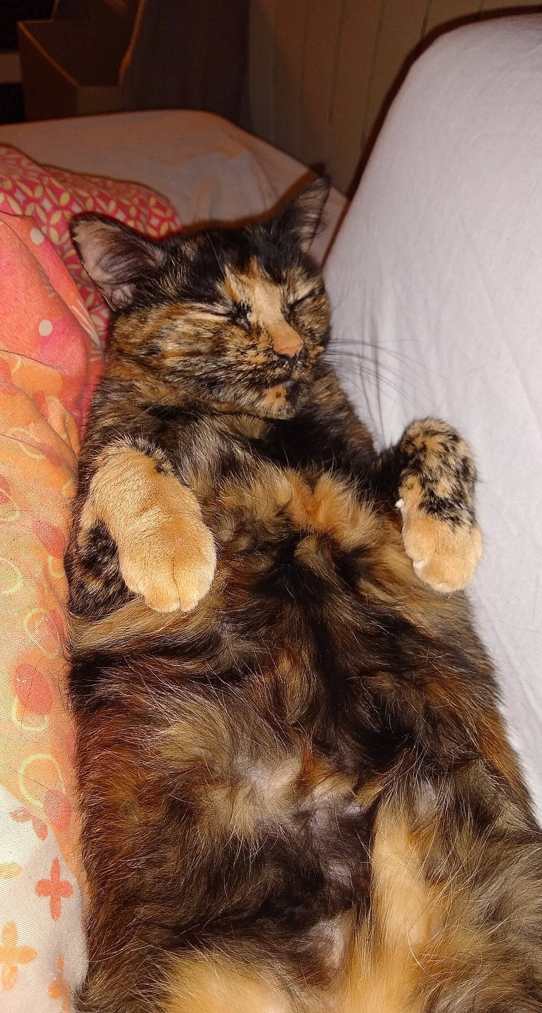 Leksy a rejoint le concours — aidez-le/la à gagner de superbes lots ! american_shorthair, asian, carnivore, cat, claw, domestic_short_haired_cat, dragon_li, european_shorthair, felidae, fur, kitten, kurilian_bobtail, maine_coon, mammal, norwegian_forest_cat, paw, pixie_bob, small_to_medium_sized_cats, tabby_cat, whiskers