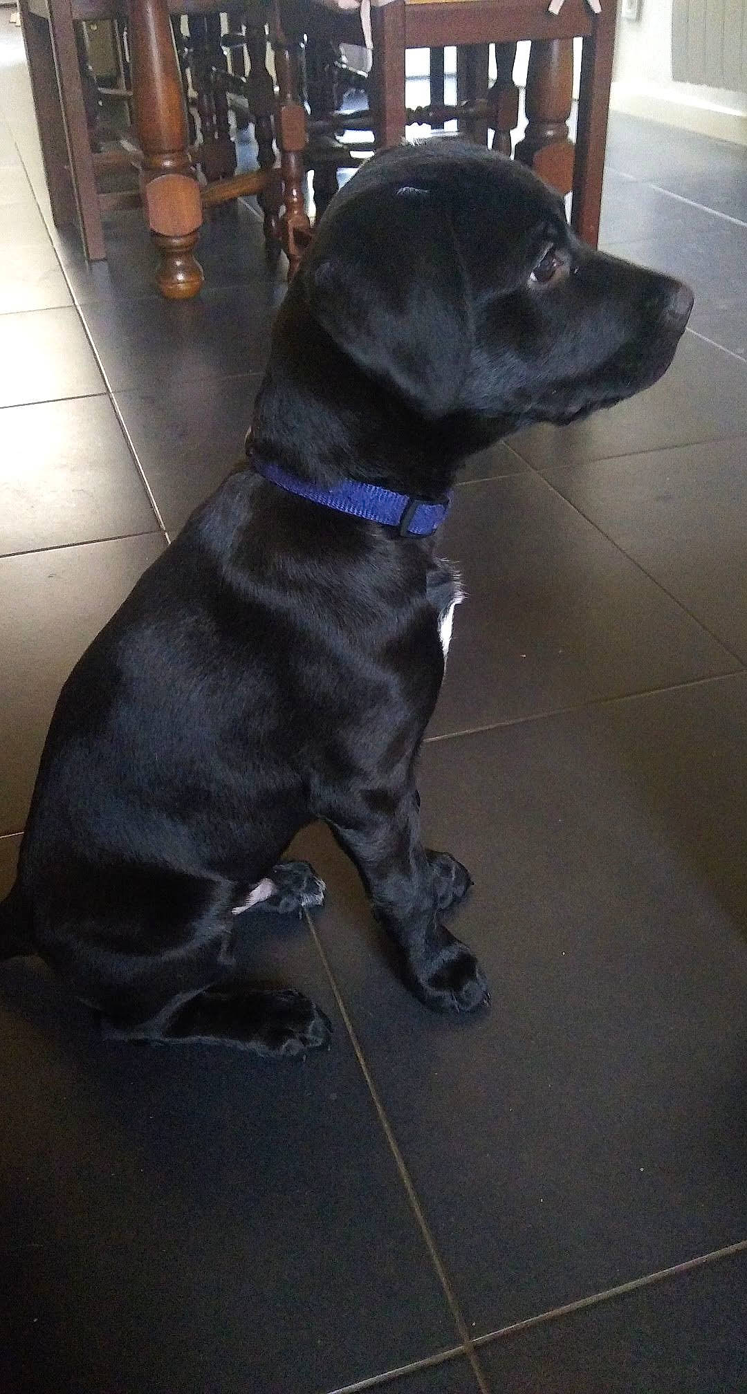 Poggo participe au concours pour gagner de l'argent avec cette photo : american_pit_bull_terrier, beagador, borador, canidae, carnivore, companion_dog, dog, dog_breed, fawn, labrador_retriever, mammal, patterdale_terrier, puppy, rare_breed_dog, snout, sporting_group, vertebrate