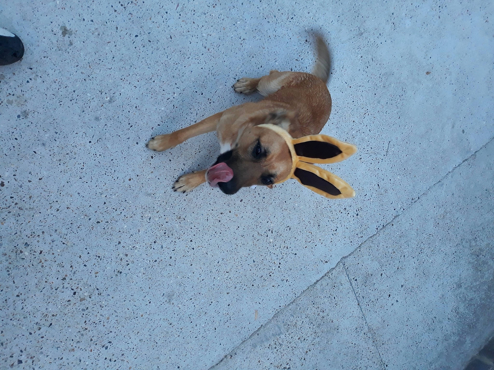 Louna participe au concours pour gagner de l'argent avec cette photo : canidae, carnivore, companion_dog, concrete, dog, dog_breed, fawn, flooring, non_sporting_group, paw, pet_supply, road_surface, sand, shadow, snout, sporting_group, street_dog, tail, wood, working_animal
