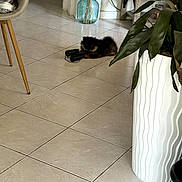 Balou participe au concours pour gagner de l'argent avec cette photo : animal, bag, binoculars, cat, chair, curious, decor, floor, glass, home, indoor, kitten, leaf, pet, plant, planter, small, tile, vase, wood