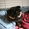 Balou a rejoint le concours — aidez-le/la à gagner de superbes lots ! animal, bed, black, blanket, brown, cozy, crate, curious, cute, dog, domestic, fur, furball, indoor, pet, puppy, resting, small, soft, young
