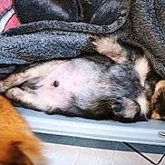 Balou a rejoint le concours — aidez-le/la à gagner de superbes lots ! animal, bed, blanket, cozy, cute, dog, domestic_animal, fur, fur_texture, indoor, lying_down, nose, paw, pet, puppy, relaxed, resting, sleeping, small_dog, snuggled