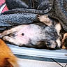 puppy, dog, sleeping, blanket, fur, pet, indoor, cozy, cute, relaxed, animal, bed, snuggled, small_dog, lying_down, nose, paw, fur_texture, resting, domestic_animal