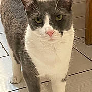 Paws joined the competition — help win amazing prizes! cat, feline, pet, indoor, tile_floor, white_fur, grey_fur, green_eyes, whiskers, ears, pink_nose, close_up, portrait, standing, paws, wooden_chair, furniture, domestic, curious, gaze