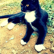 Tazzy is registered to the contest to win money with this photo: cat, black_and_white, animal, outdoor, grass, dirt, amber_eyes, relaxed, pet, feline, nature, whiskers, paws, fur, resting, young_cat, side_view, curious, wildlife, daylight