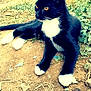 cat, black_and_white, animal, outdoor, grass, dirt, amber_eyes, relaxed, pet, feline, nature, whiskers, paws, fur, resting, young_cat, side_view, curious, wildlife, daylight