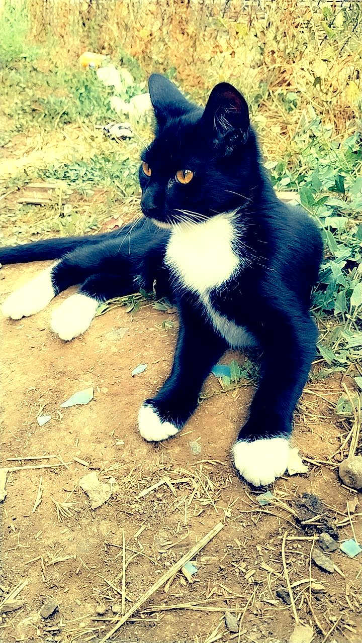Tazzy is registered to the contest to win money with this photo: cat, black_and_white, animal, outdoor, grass, dirt, amber_eyes, relaxed, pet, feline, nature, whiskers, paws, fur, resting, young_cat, side_view, curious, wildlife, daylight