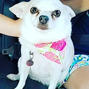 Daisy joined the competition — help win amazing prizes! accessory, animal, bandana, car_seat, chihuahua, close_up, companionship, cute, dog, human_arms, indoor, looking_at_camera, pet, portrait, seatbelt, sitting, small_dog, tag, travel, white_dog