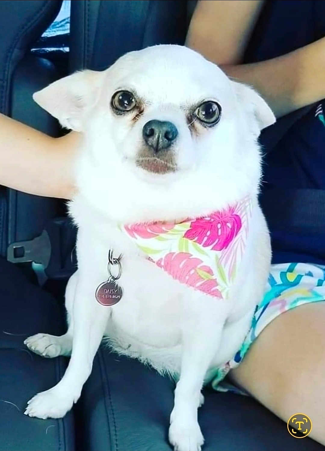 Daisy