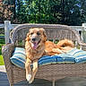 dog, wicker_bench, cushion, outdoor, sunlight, trees, greenery, happy, tongue_out, pet, canine, wooden_deck, relaxing, summer, nature, fence, daytime, fur, collar, tongue