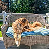 dog, outdoor, bench, cushion, wicker_furniture, sunlight, greenery, tree, pet, relaxing, canine, collar, daylight, nature, wooden_deck, fur, paw, resting, summer, backyard