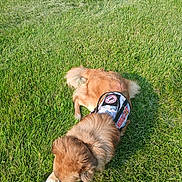 Sun joined the competition — help win amazing prizes! dog, grass, outdoor, service_dog, vest, pet, animal, canine, lying_down, greenery, sunlight, fur, nature, resting, mammal, daytime, field, companion, leisure, calm