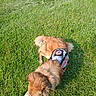 dog, grass, outdoor, service_dog, vest, pet, animal, canine, lying_down, greenery, sunlight, fur, nature, resting, mammal, daytime, field, companion, leisure, calm