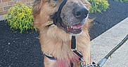 Sun joined the competition — help win amazing prizes! dog, leash, sidewalk, brick_wall, greenery, harness, colorful_fur, outdoor, pet, canine, smiling, happy, brown_fur, close_up, daylight, pavement, plant, nature, animal, companion