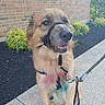 dog, leash, sidewalk, brick_wall, greenery, harness, colorful_fur, outdoor, pet, canine, smiling, happy, brown_fur, close_up, daylight, pavement, plant, nature, animal, companion