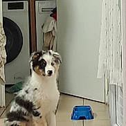 Ary participe au concours pour gagner de l'argent avec cette photo : dog, puppy, indoor, laundry_room, floor, blue_bowl, appliance, clothing, tile_floor, white_door, multicolor_fur, sitting, pet, animal, household, domestic, curious, young_dog, background, laundry