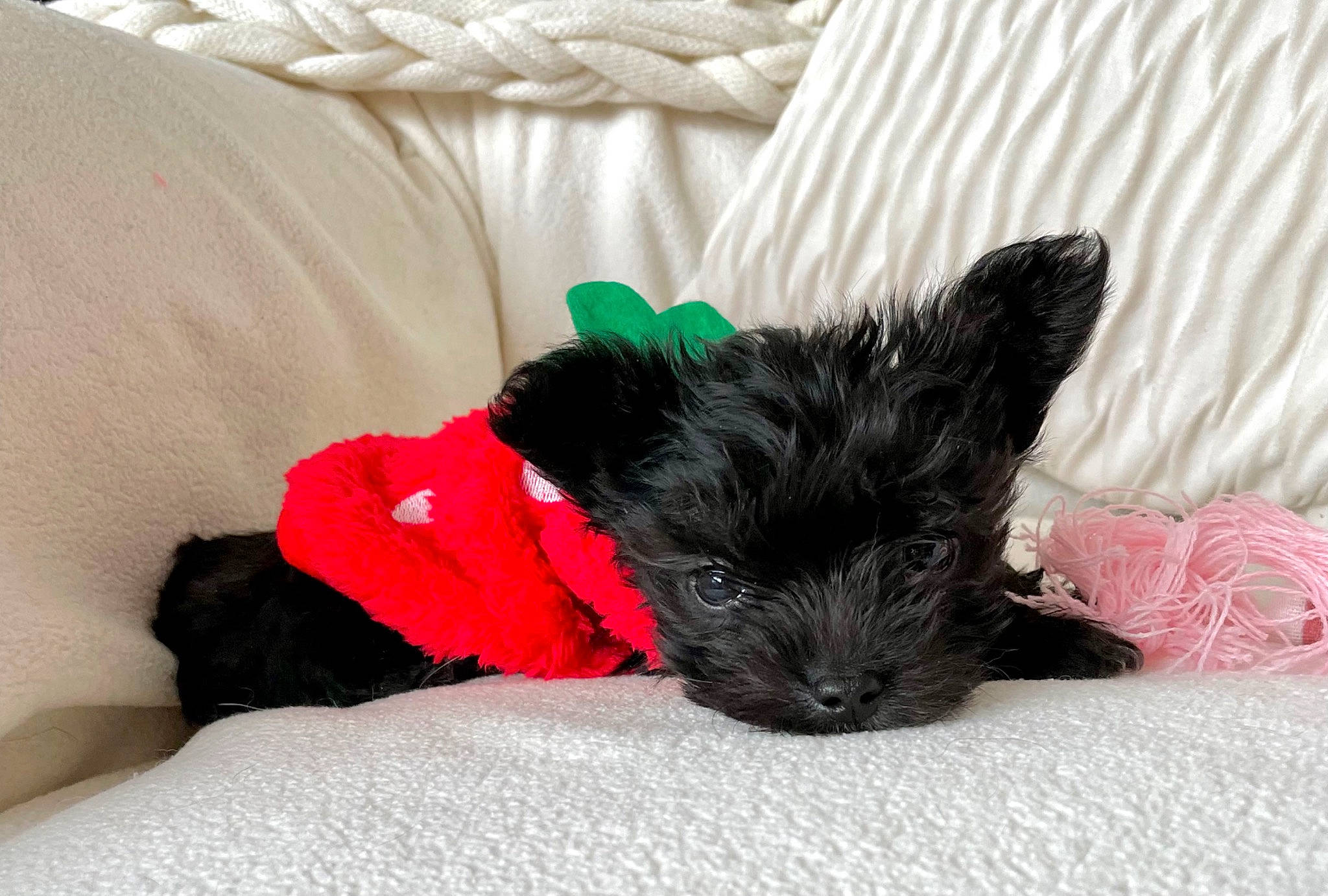 Kingsley is registered to the contest to win money with this photo: bed, canidae, carnivore, comfort, companion_dog, couch, dog, dog_breed, dog_supply, fur, linens, nap, non_sporting_group, paw, small_terrier, sporting_group, terrier, toy_dog, whiskers, working_animal