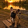 dog, puppy, french_bulldog, bench, lake, sunset, outdoor, nature, water, reflection, trees, grass, path, animal, pet, sunlight, sky, peaceful, scenic, park