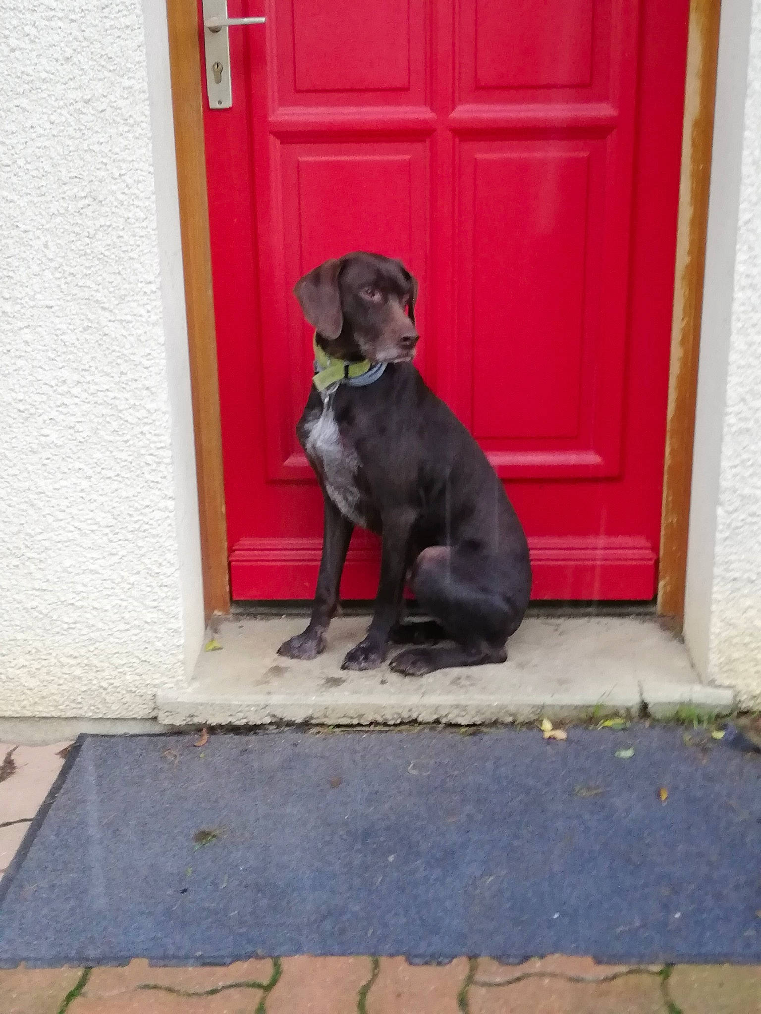 Djoe participe au concours pour gagner de l'argent avec cette photo : blue_lacy, canidae, carnivore, companion_dog, dog, dog_breed, great_dane, guard_dog, patterdale_terrier, snout, sporting_group, tail, window