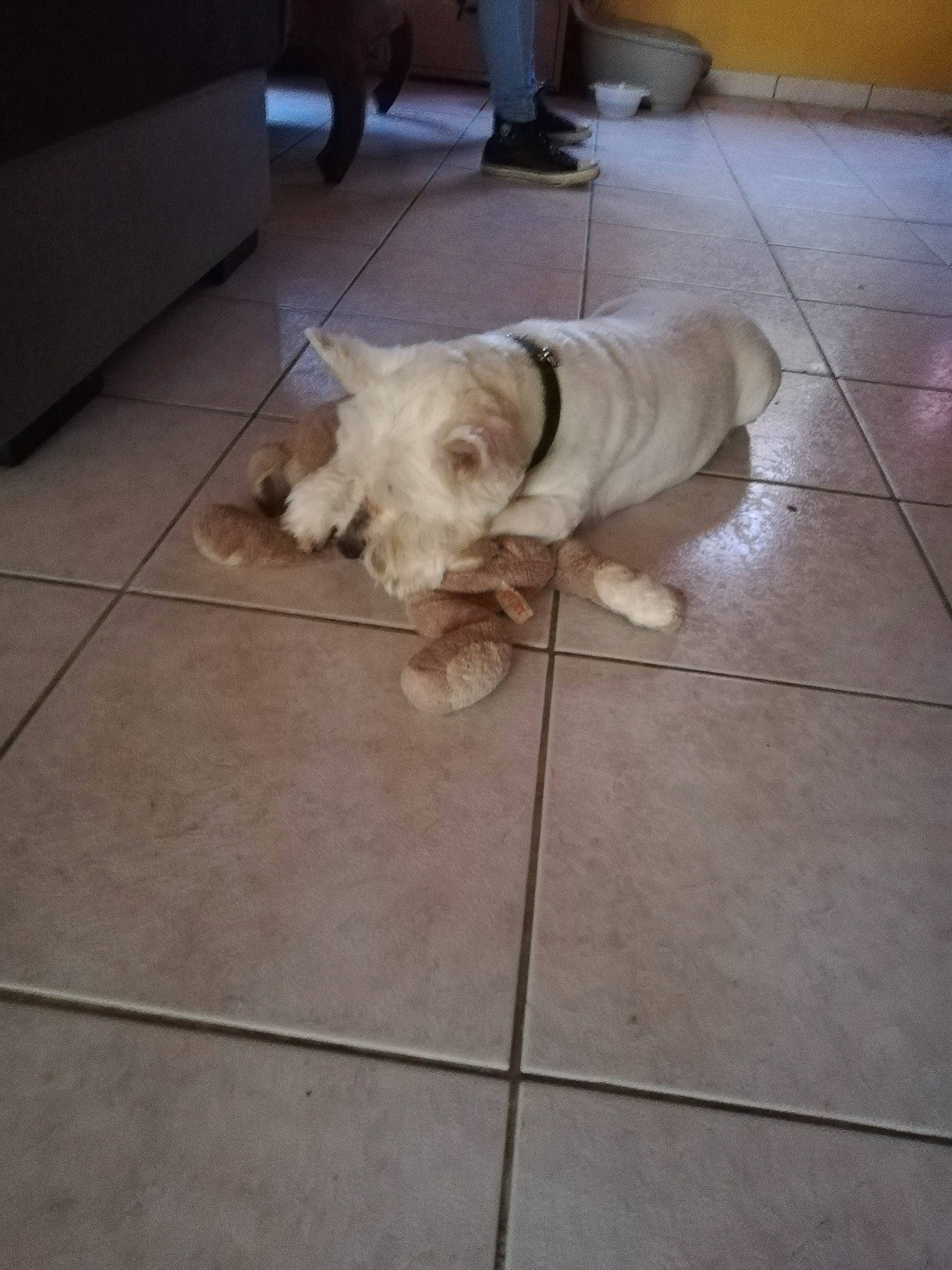 Charly a rejoint le concours — aidez-le/la à gagner de superbes lots ! canidae, carnivore, companion_dog, dog, dog_breed, fawn, floor, flooring, non_sporting_group, puppy, shar_pei, sporting_group, tile, toy_dog